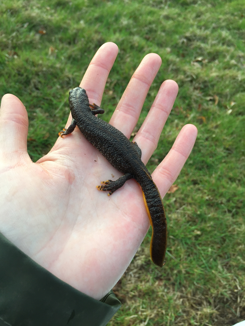 A great crested newt